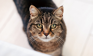 La leucémie féline: qu'est-ce que c'est?